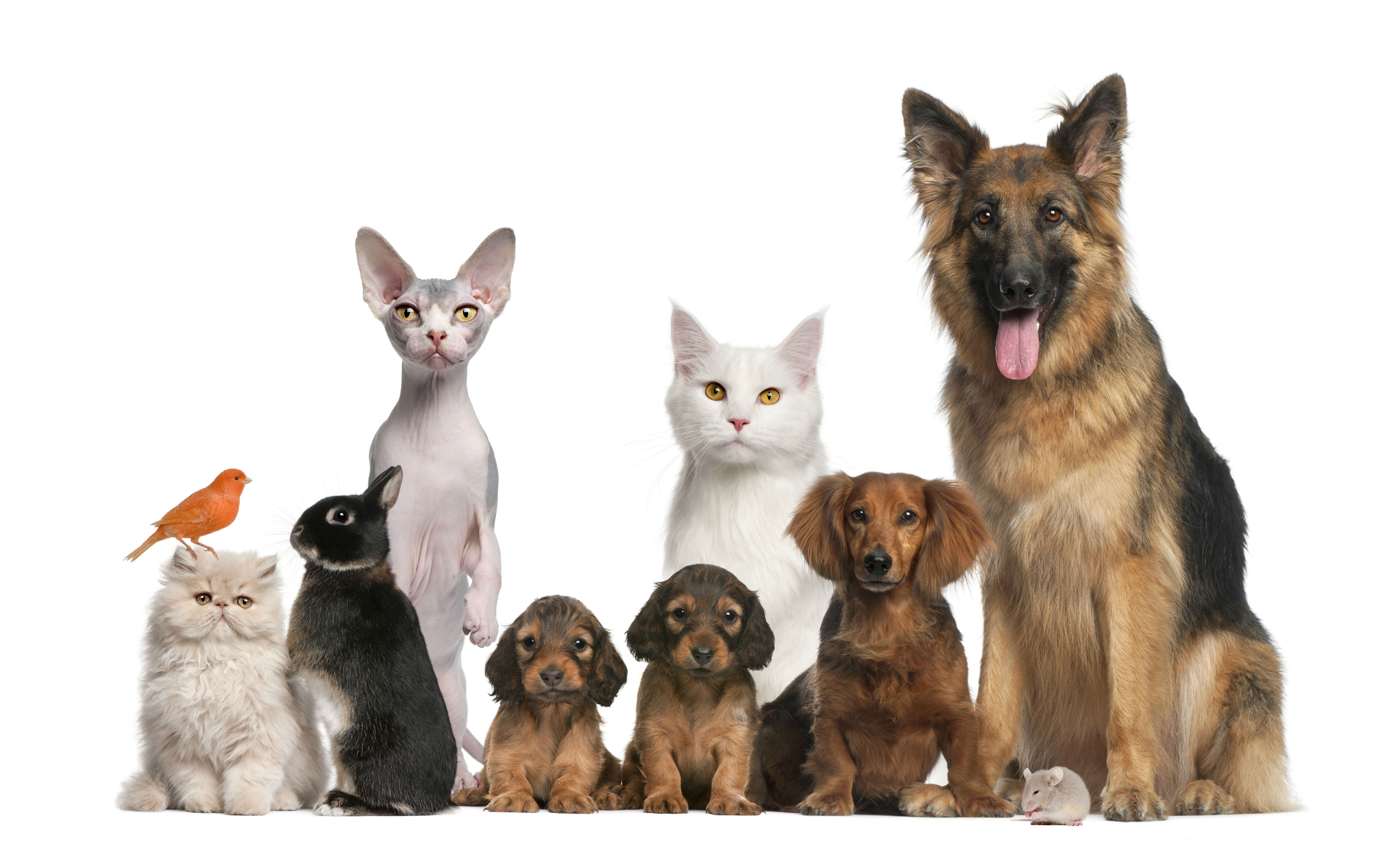 Vasto assortimento di prodotti ed accessori per animali domestici a pavia, piacenza e lodi