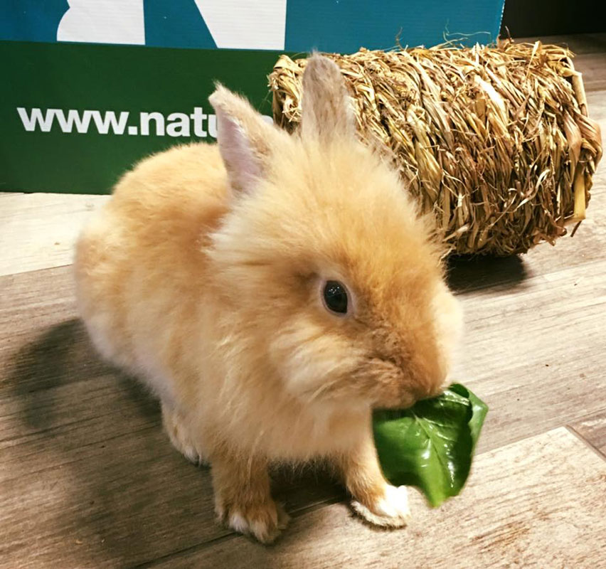 Vasto assortimento di prodotti ed accessori per animali ed agricoli a pavia, piacenza e lodi