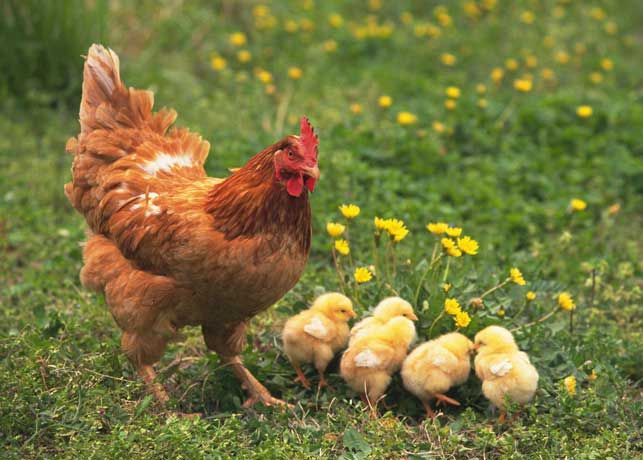 Vasto assortimento di prodotti ed accessori per le galline a pavia, piacenza e lodi